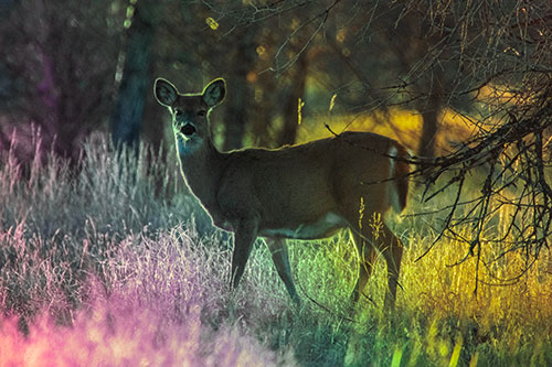 White Tailed Deer Spots Intruder Beside Dead Tree (Rainbow Tint Photo)