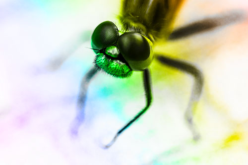 Curious Big Eyed Dragonfly Looks Above (Rainbow Tone Photo)
