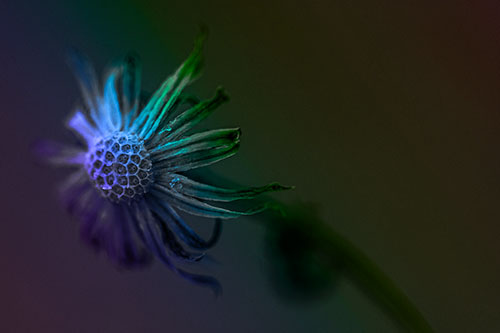 Dried Curling Snowflake Aster Among Darkness (Rainbow Tone Photo)