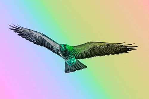 Flying Rough Legged Hawk Patrolling Sky (Rainbow Tone Photo)
