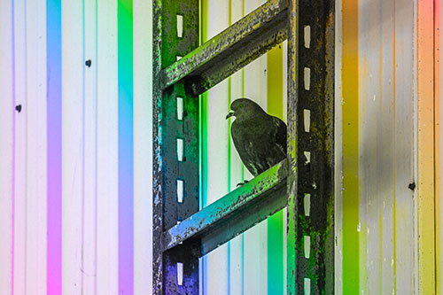 Rusted Ladder Pigeon Keeping Watch (Rainbow Tone Photo)