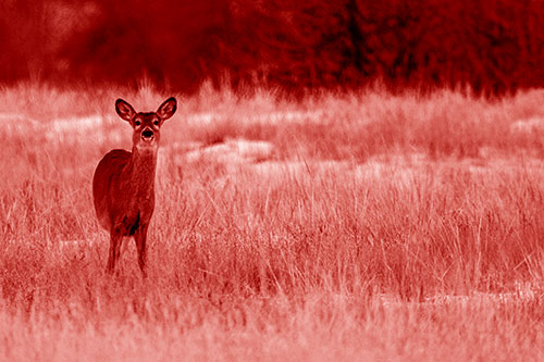 Curious White Tailed Deer Watching Among Snowy Field (Red Shade Photo)