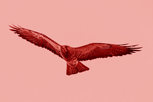 Flying Rough Legged Hawk Patrolling Sky (Red Shade Photo)