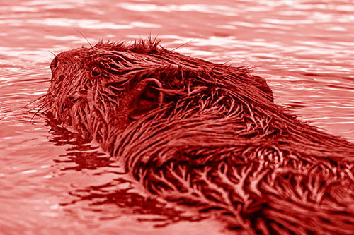 Frightened Beaver Swims Upstream River (Red Shade Photo)