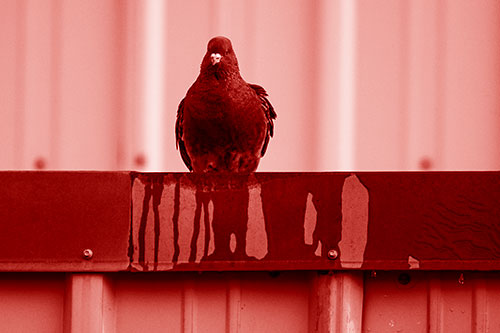 Glaring Pigeon Keeping Watch Along Steel Roof Edge (Red Shade Photo)