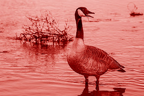 Grass Blade Dangling From Honking Canadian Goose Beak (Red Shade Photo)