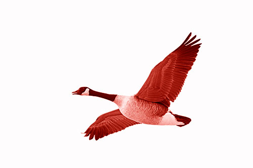 Honking Goose Soaring The Sky (Red Shade Photo)