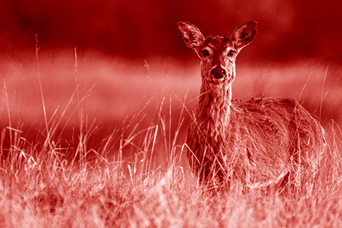 Motionless White Tailed Deer Watches Among Tall Grass (Red Shade Photo)