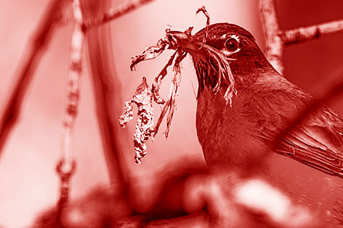 Mouthful American Robin Collecting Nest Straw (Red Shade Photo)