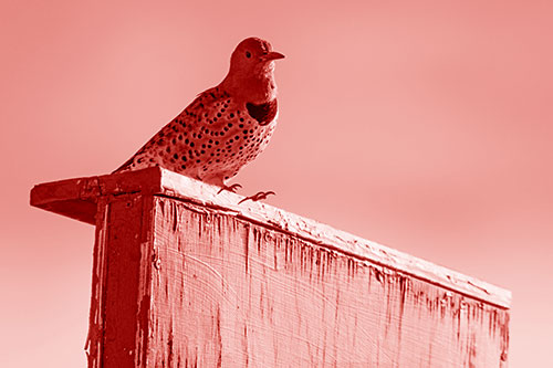 Northern Flicker Woodpecker Keeping Watch Atop Birdhouse (Red Shade Photo)