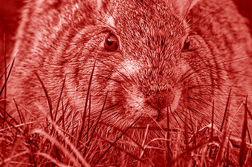 Resting Bunny Rabbit Watches Closely Among Grass Blades (Red Shade Photo)