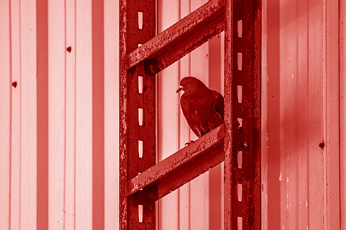 Rusted Ladder Pigeon Keeping Watch (Red Shade Photo)