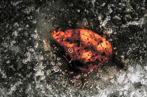 Bubble Eyed Leaf Face Frozen Beneath River Ice (Red Tint Photo)