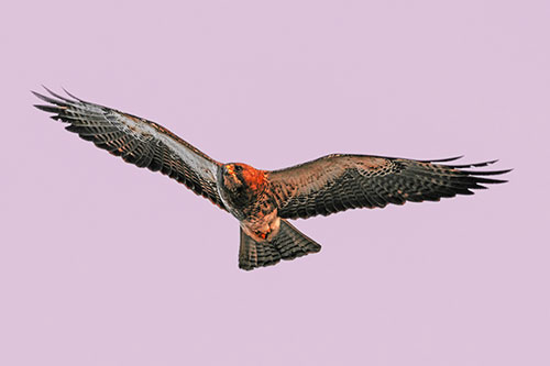 Flying Rough Legged Hawk Patrolling Sky (Red Tint Photo)