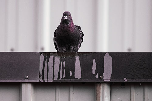 Glaring Pigeon Keeping Watch Along Steel Roof Edge (Red Tint Photo)