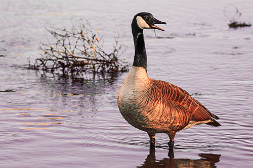 Grass Blade Dangling From Honking Canadian Goose Beak (Red Tint Photo)