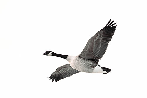 Honking Goose Soaring The Sky (Red Tint Photo)