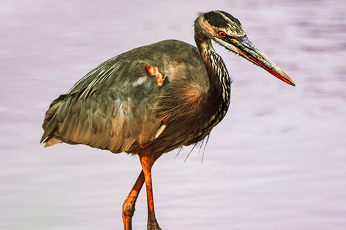 Hungry Great Blue Heron Spots Swimming Fish (Red Tint Photo)