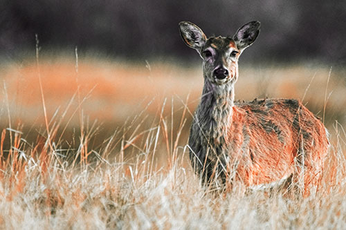 Motionless White Tailed Deer Watches Among Tall Grass (Red Tint Photo)