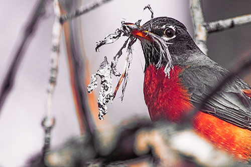 Mouthful American Robin Collecting Nest Straw (Red Tint Photo)