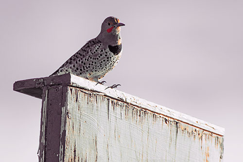 Northern Flicker Woodpecker Keeping Watch Atop Birdhouse (Red Tint Photo)