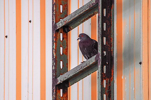Rusted Ladder Pigeon Keeping Watch (Red Tint Photo)