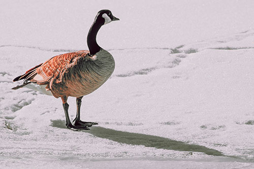 Shadow Casting Canadian Goose Standing Among Snow (Red Tint Photo)