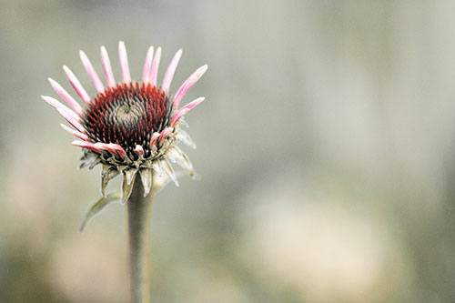 Sprouting Coneflower Taking Shape (Red Tint Photo)