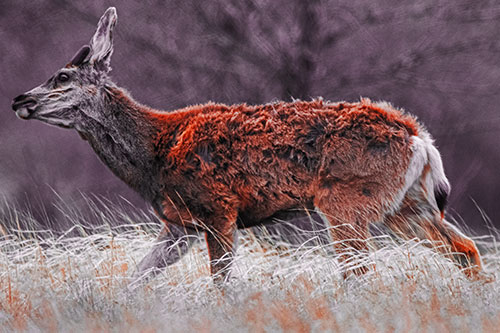 Tense Faced Mule Deer Wanders Among Blowing Grass (Red Tint Photo)