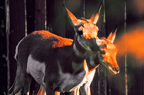 Two Baby Pronghorns Walking Along Fence (Red Tint Photo)