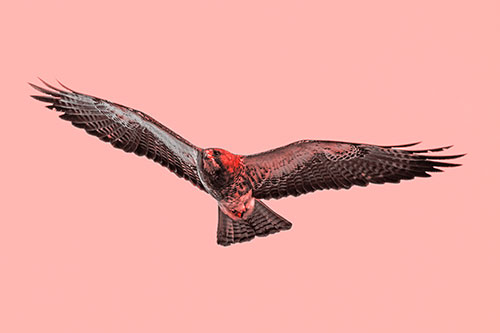 Flying Rough Legged Hawk Patrolling Sky (Red Tone Photo)
