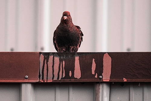 Glaring Pigeon Keeping Watch Along Steel Roof Edge (Red Tone Photo)