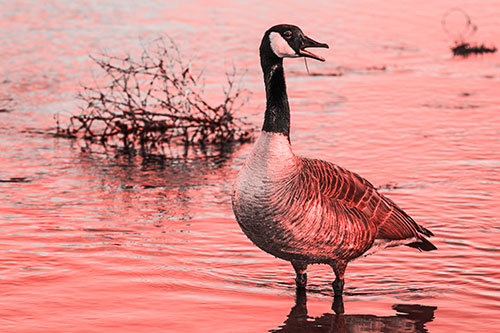 Grass Blade Dangling From Honking Canadian Goose Beak (Red Tone Photo)