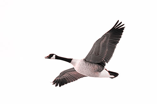 Honking Goose Soaring The Sky (Red Tone Photo)