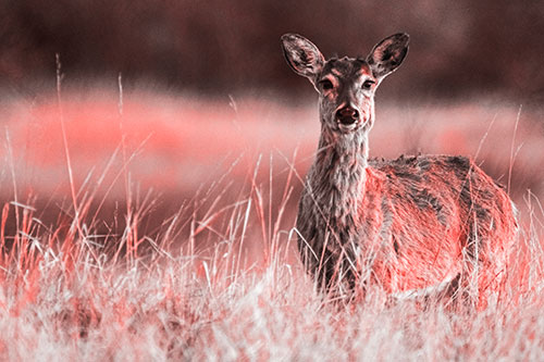 Motionless White Tailed Deer Watches Among Tall Grass (Red Tone Photo)