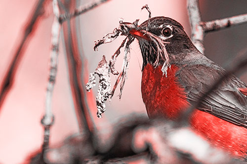 Mouthful American Robin Collecting Nest Straw (Red Tone Photo)