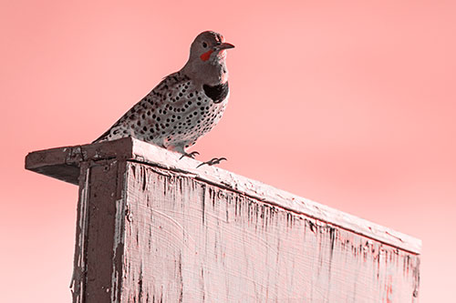 Northern Flicker Woodpecker Keeping Watch Atop Birdhouse (Red Tone Photo)