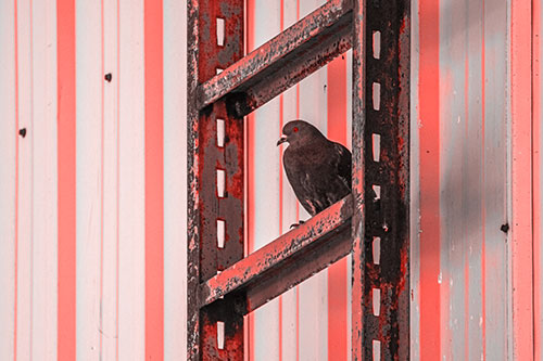 Rusted Ladder Pigeon Keeping Watch (Red Tone Photo)