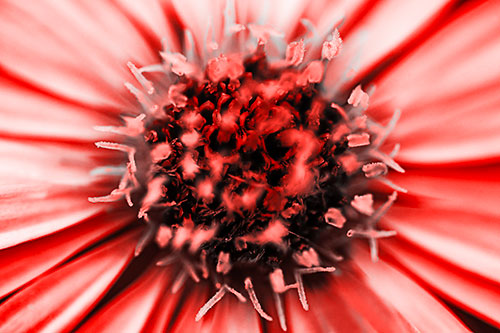 Withering Aster Flower Head (Red Tone Photo)