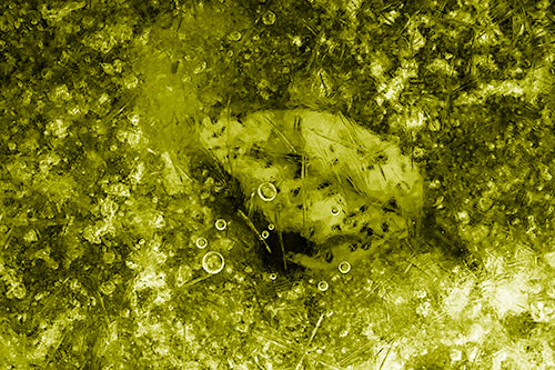 Bubble Eyed Leaf Face Frozen Beneath River Ice (Yellow Shade Photo)