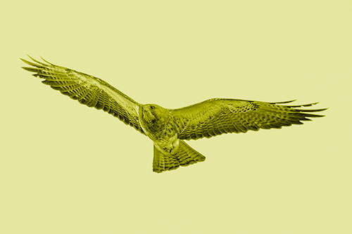Flying Rough Legged Hawk Patrolling Sky (Yellow Shade Photo)