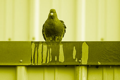 Glaring Pigeon Keeping Watch Along Steel Roof Edge (Yellow Shade Photo)