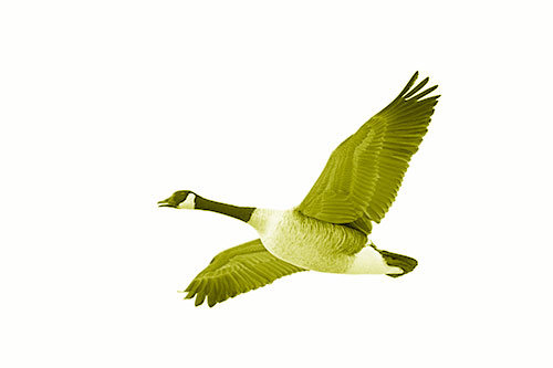 Honking Goose Soaring The Sky (Yellow Shade Photo)