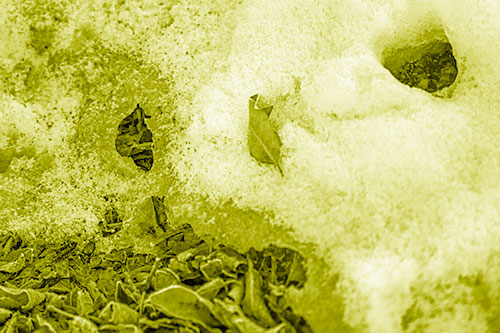 Leaf Nosed Snow Face Melting Among Sunlight (Yellow Shade Photo)