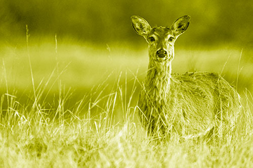 Motionless White Tailed Deer Watches Among Tall Grass (Yellow Shade Photo)
