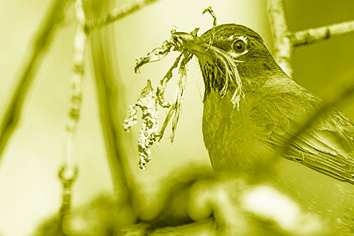 Mouthful American Robin Collecting Nest Straw (Yellow Shade Photo)