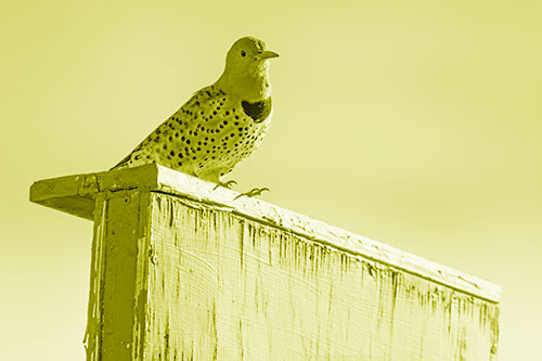 Northern Flicker Woodpecker Keeping Watch Atop Birdhouse (Yellow Shade Photo)
