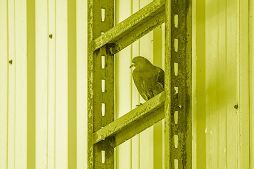 Rusted Ladder Pigeon Keeping Watch (Yellow Shade Photo)
