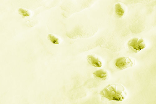 Snowy Animal Footprints Changing Direction (Yellow Shade Photo)