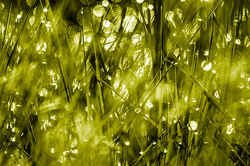 Sunlight Sparkles Burst Through Dewy Grass (Yellow Shade Photo)